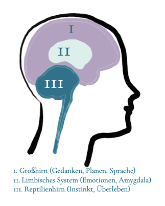 Das 3-teilige Gehirn zur Erklärung von Psychotrauma